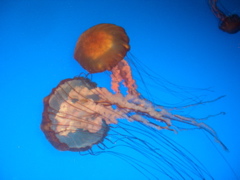 CIMG3783.JPG
